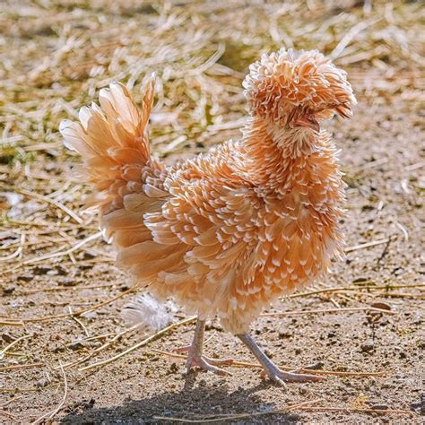 Frizzle Chickens: Buyer's Guide & Care