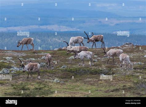 Reindeer (Rangifer tarandus Stock Photo - Alamy