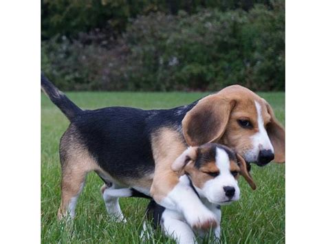 Adorable Beagle puppies for sale in Brentwood - Puppies for Sale Near Me