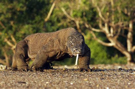 Komodo dragon on the prowl | Reptile park, Australian reptile park, Reptiles