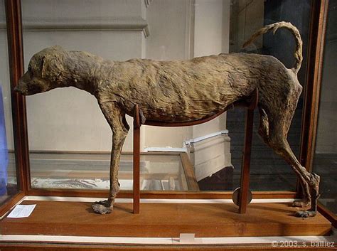 mummified animals egyptian - Google Search | Ancient egyptian, Ancient, Museum exhibition