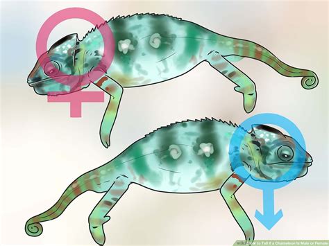 Male Vs Female Panther Chameleon: What’s The Difference In 2023?