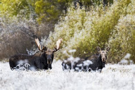 British Columbia’s wildlife model reform - Applied Conservation Science Lab