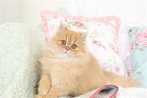 Red Persian Kittens - Orange Persian Kittens in 2021 | Persian kittens, Kittens, Persian