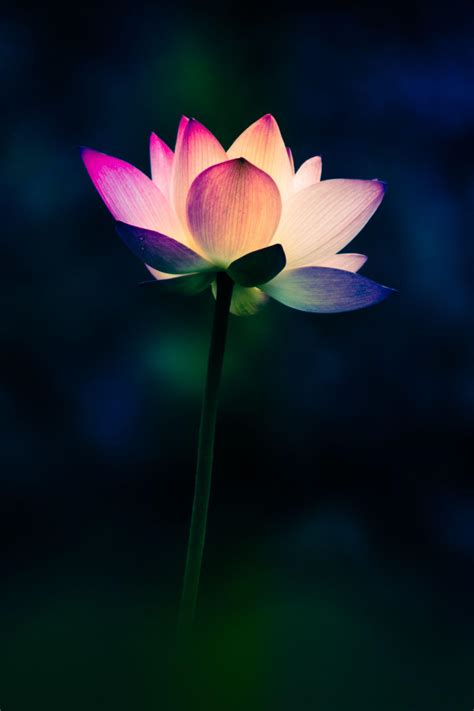 Zen Lotus Wallpapers - Top Free Zen Lotus Backgrounds - WallpaperAccess