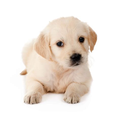 45+ White Fat Golden Retriever Puppies - l2sanpiero