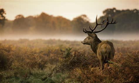 Edelgulasch vom Brandenburger Hirsch - Lüske