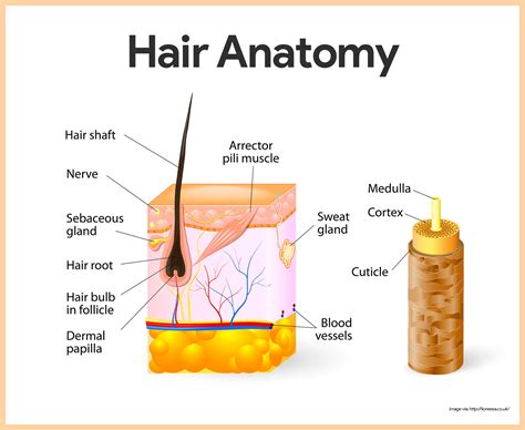 Integumentary System Anatomy and Physiology - Nurseslabs