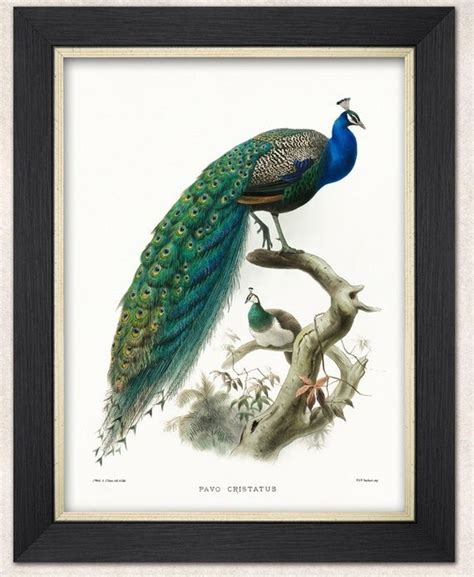 Peacock Print Art Deco French Peacock Sitting On The Branches