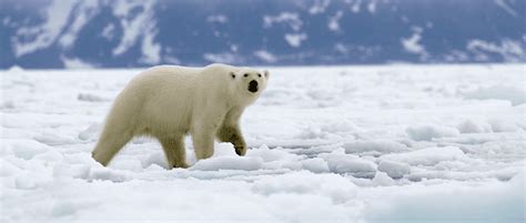 Are polar bears changing their diet? - The Wildlife Society