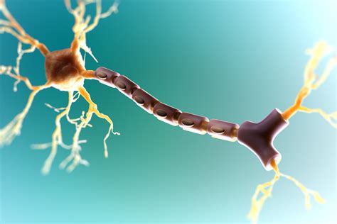 The Myelin Sheath: Anatomy, Function, and Treatment