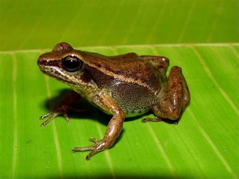 Dendrobatidae - poison frogs | Wildlife Journal Junior