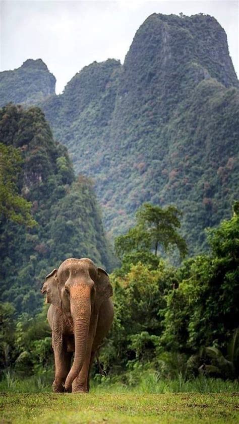 Elephant in khao sok national park Wallpapers Download | MobCup