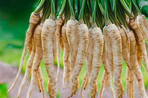 10 Root Vegetables You Can Successfully Grow