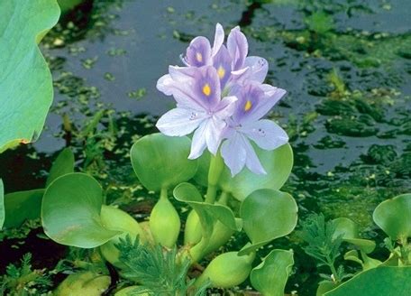 How to Care for Water Hyacinth - Aquascape, Inc.