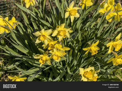 Narcissus Typical Image & Photo (Free Trial) | Bigstock