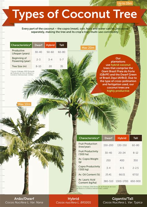 Type of Coconut Tree – Infographic – Unique