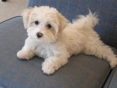 Maltipoo (Maltese x Poodle) Info, Temperament, Lifespan, Grooming, Puppies, Pictures