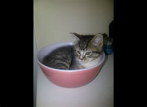 Cats in bowls | Cute Cats