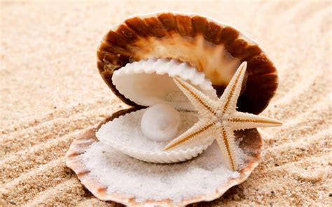 Seashells starfish pearl sand beaches shell clam wallpaper | 1920x1200 ...