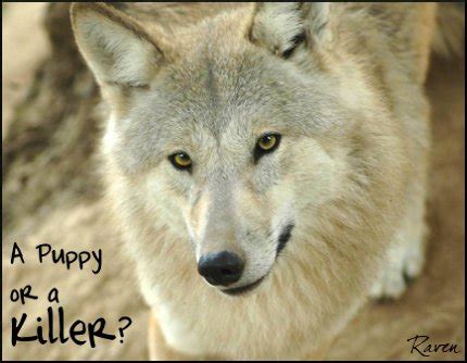 Amber Eyes Wolf by Silenthowl7 on DeviantArt