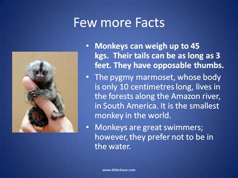 Monkeys Facts you may not know - Presentation Biology