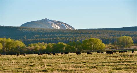 Montana Cattle Ranches for Sale | Live Water Properties | Cattle Ranches