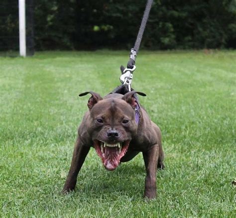 Pin on Bully Breed