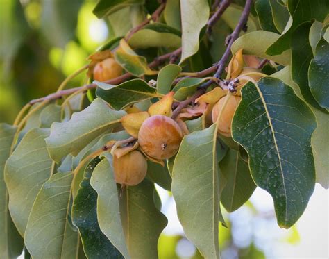 Date Plum – Kahikatea Farm Certified Organic Nursery and Permaculture Farm