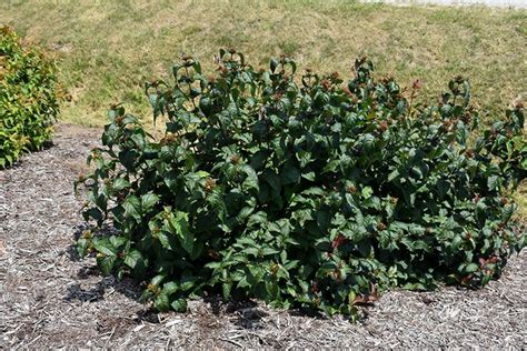 Kodiak Black Diervilla (Diervilla rivularis 'SMNDRSF') at Ray Wiegand's Nursery | Kodiak black ...