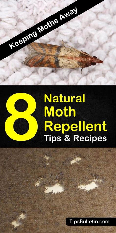 8 Easy Do-It-Yourself Moth Repellents | Moth repellent, Natural moth repellant, Moth