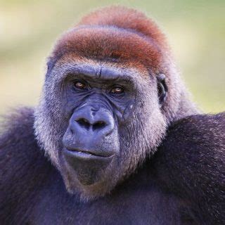 Cross River Gorilla Facts, Habitat, Diet, Predators, Population