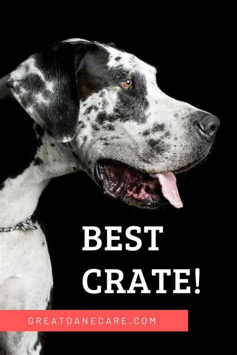 Crates for Great Danes: How to pick a good one! | Great dane crate ...