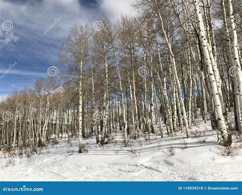 Aspen Trees in a Wintery Forrest Stock Photo - Image of beaver, midmorning: 110039218