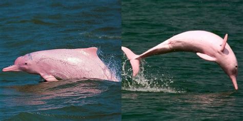 Delfines Rosas del Amazonas han sido declarados en peligro de extinción por ser utilizados como ...