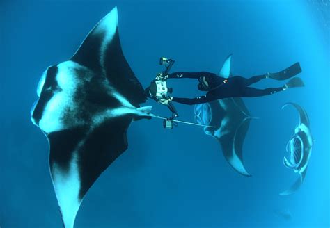 World Manta Day - Save Our Seas Foundation