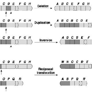 Chromosome 22 and list of diseases mapped to this chromosome. | Download Scientific Diagram