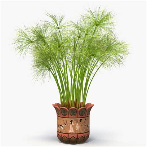 Cyperus papyrus plant pot 3D model - TurboSquid 1195356