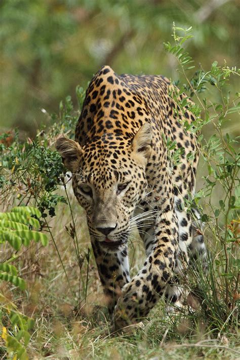 Sri Lankan Leopards | SLE