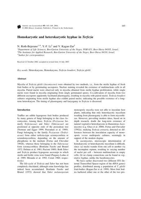 Homokaryotic and heterokaryotic hyphae in Terfezia N. Roth