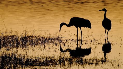 Bosque del Apache — Nicolesy | Bird photography, Photography workshops ...