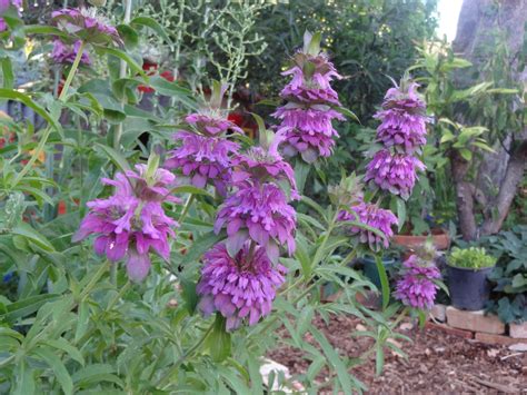 Bee Balm: How To Grow and Care For Monarda Plant (2024)