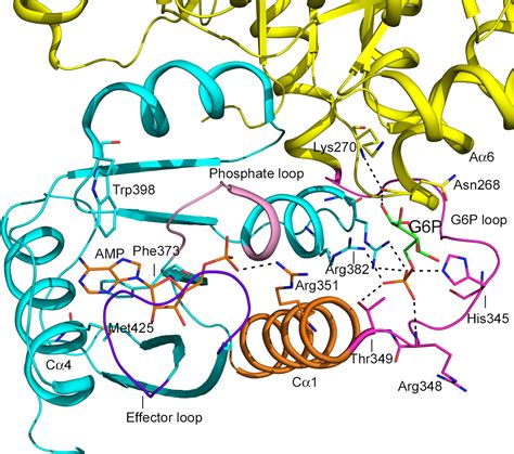 An overview of structure, function, and regulation of pyruvate kinases ...