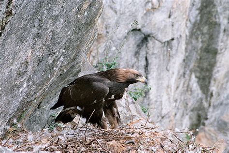 National Save The Eagles Day in Scotland | Highland Safaris