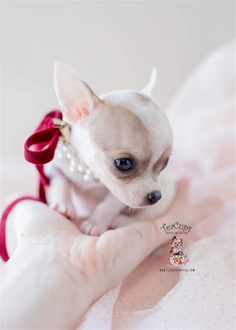 Teacup Chihuahua Breeder FL | Teacup Puppies & Boutique