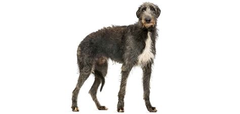 Coat Care for a Scottish Deerhound | Dog Grooming Tutorial