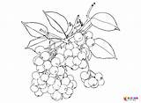 20  Berries Coloring Pages Free Printable PDF & Online sketch template
