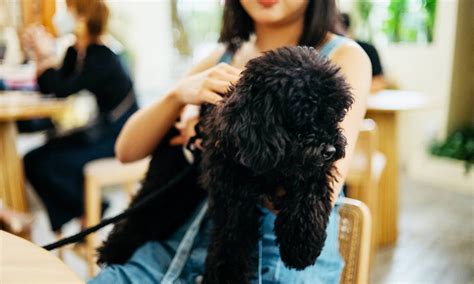 Dognapping Is On the Rise—These 7 Tips Can Keep Your Dog Safe | Flipboard