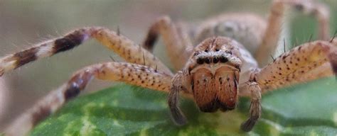 Horrifying photo of huntsman spider nest will haunt you, but scientists ...