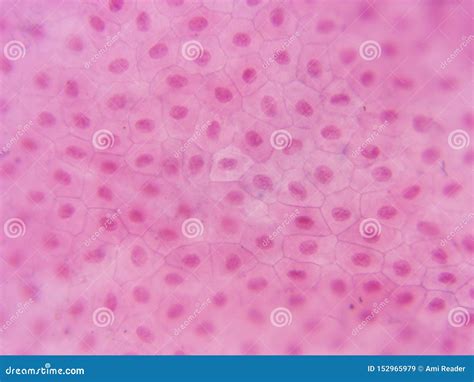 Typical Animal Cell Center 400x Stock Image - Image of visible, compound: 152965979